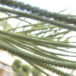 různorodý/miscellaneous