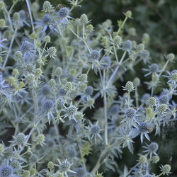 Dendrologická zahrada 6.7.22