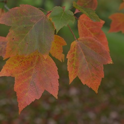 Dendrologická zahrada 30.10.22