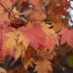 Dendrologická zahrada 29.10.22