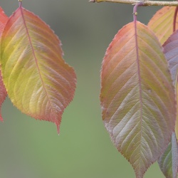 Dendrologická zahrada 9-11.11.22