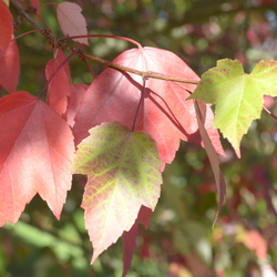 Dendrologicka zahradá 15.10.23