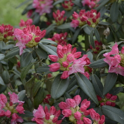 Dendrologicka zahradá 3.5.25