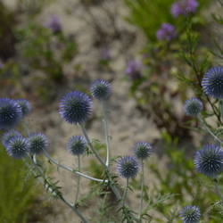 Dendrologicka zahradá 6-8.25