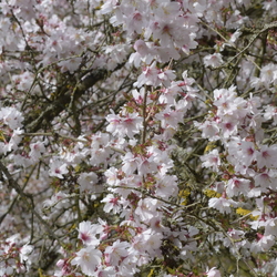 Dendrologicka zahradá 13.4.25