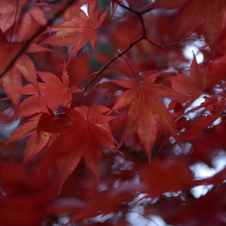 Dendrologicka zahradá 26.10.25