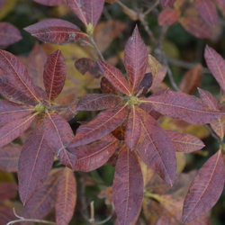 Dendrologicka zahradá 1.11.25